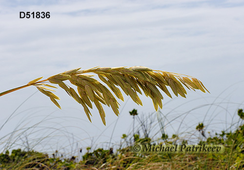 Sea Oats (Uniola paniculata)